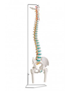Erler Zimmer modello anatomico di scheletro del braccio, con cingolo  scapolare 6016