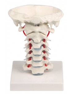 Erler Zimmer, modello anatomico di scheletro con colonna vertebrale  flessibile e legamenti articolari 3013