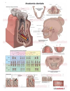 Poster anatomia umana Pavimento pelvico