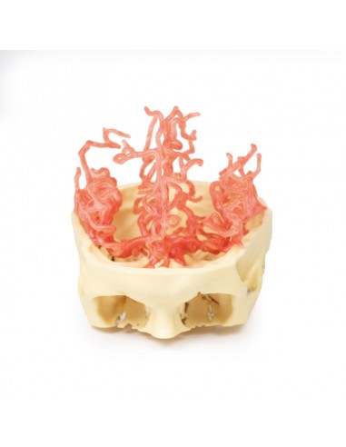 Circolazione arteriosa del cranio -...