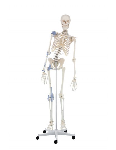 Erler Zimmer, modello anatomico di scheletro con colonna vertebrale  flessibile e legamenti articolari 3013