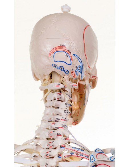 Scheletro umano, con colonna vertebrale flessibile in scala ridotta Paul  3040