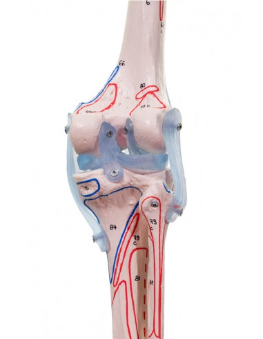 Scheletro Anatomico Scheletro Umano Flessibile Con Legamenti 180 Cm Aiuto  Didattico Per La Formazione Medica Scheletro Articolato in Plastica Adulti