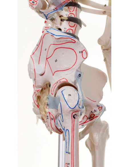 Modello in scala di scheletro umano, con colonna vertebrale flessibile