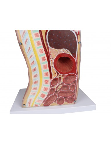 Torso per esercitazioni di sondino...