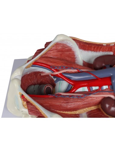 Modello anatomico di sistema urinario...