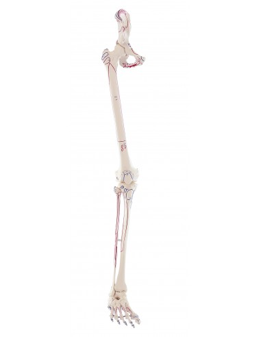 Erler Zimmer, modello anatomico di scheletro della gamba destra