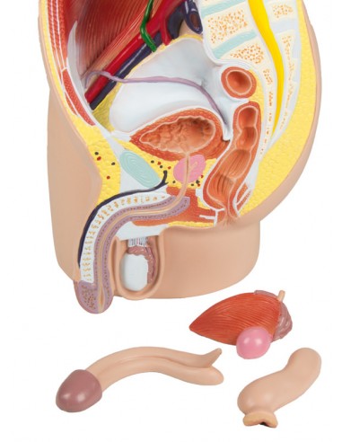 Erler Zimmer, modello anatomico di...