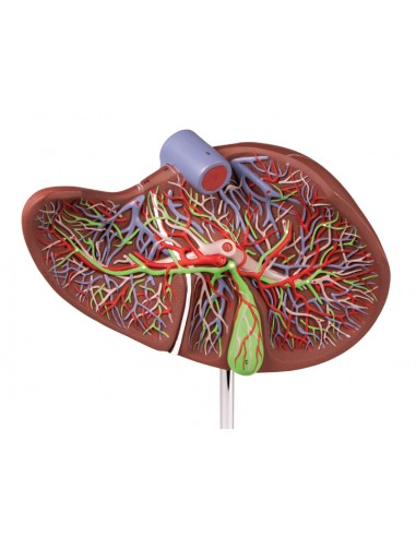 Erler Zimmer, modello anatomico di...