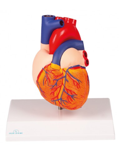 MonMed – Modello anatomico a forma di cuore umano, modello anatomico a  forma di cuore, in 2 parti, modello anatomico a forma di cuore – Giochi e  Prodotti per l'Età Evolutiva