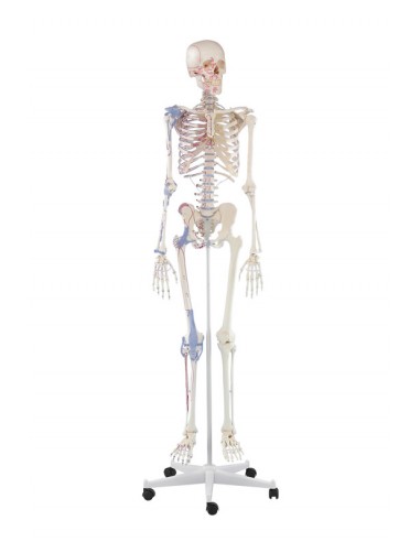 Erler Zimmer, modello anatomico di scheletro con marcatura dei muscoli e  legamenti articolari 3010