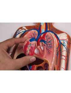 Modelli Anatomici per lo studio dell'anatomia umana